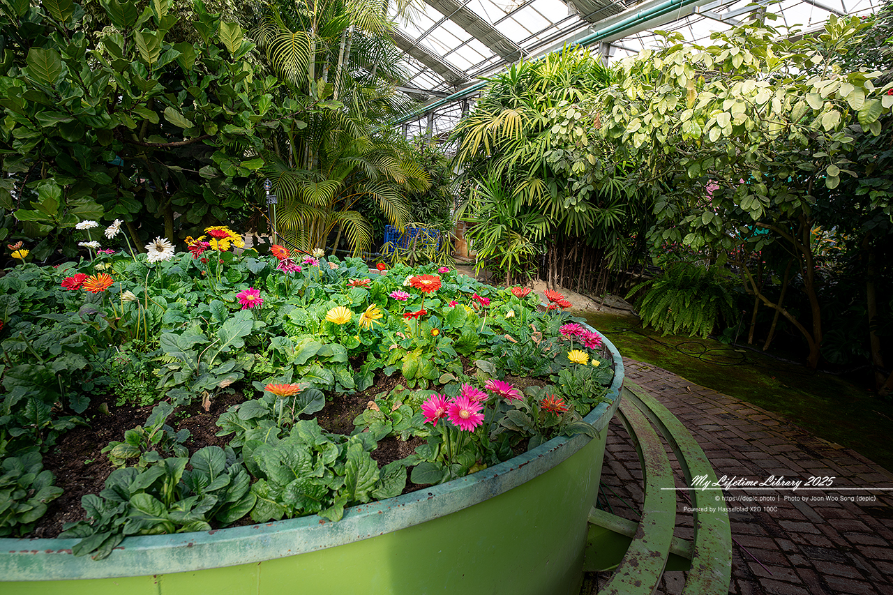 식물원 아산 세계꽃식물원 온실 꽃
