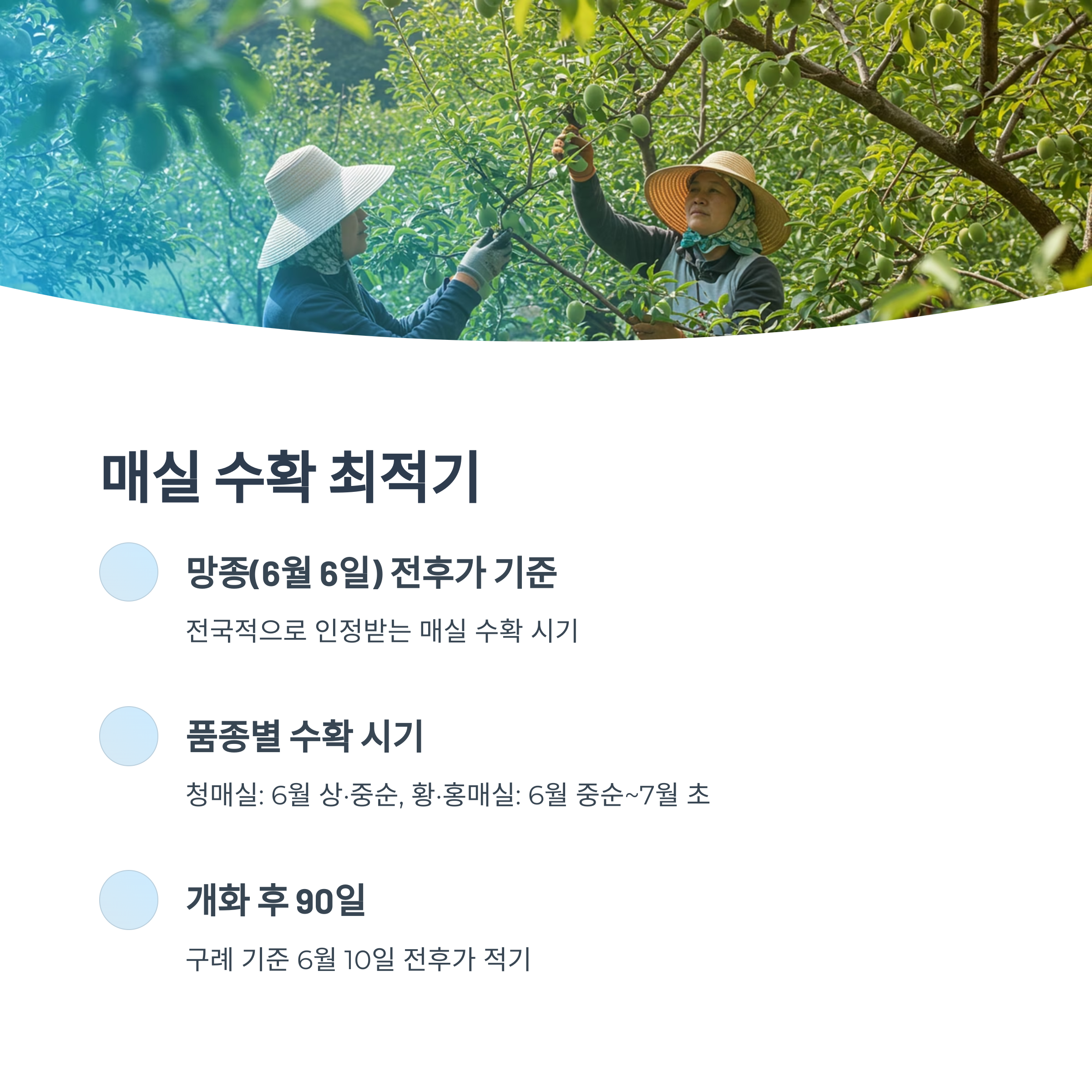 매실의 수확시기 이해하기
