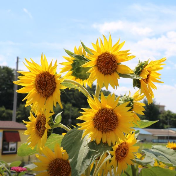강주해바라기마을