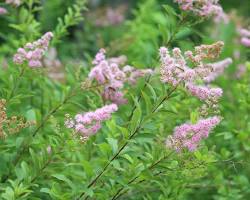 꼬리조팝나무 이미지 사진