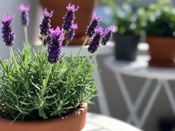 라벤더 키우기 물주기 향기관리 통풍일조 집에서도 가능한 관리_6