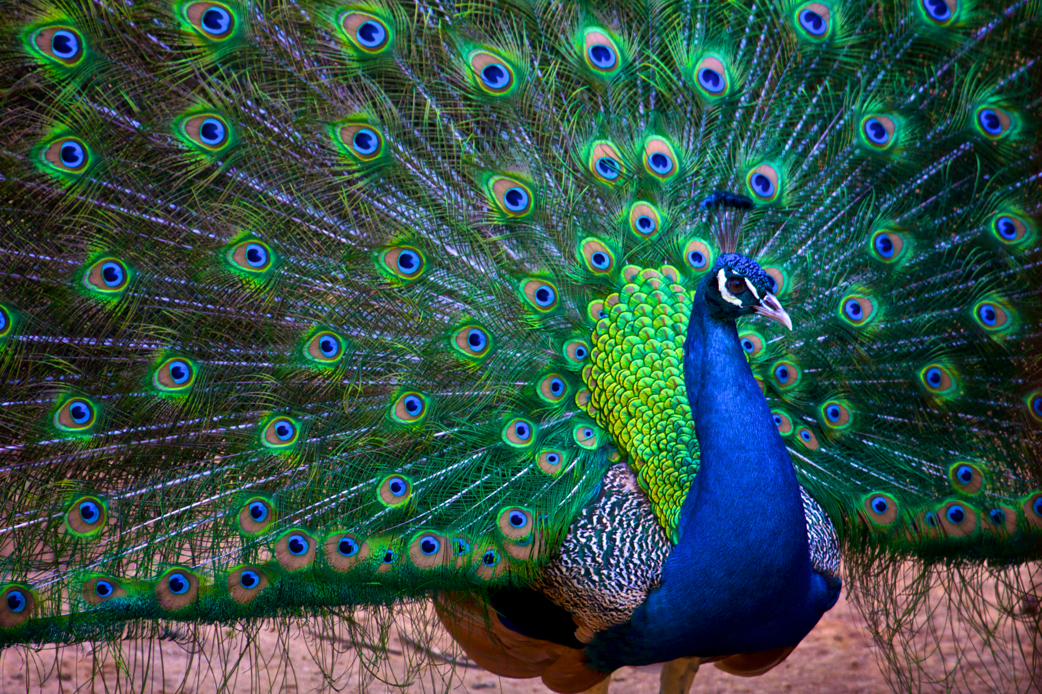 [새] 공작새 Pavo cristatus