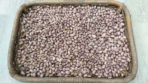 호랑이강낭콩-울타리콩-효능-효과