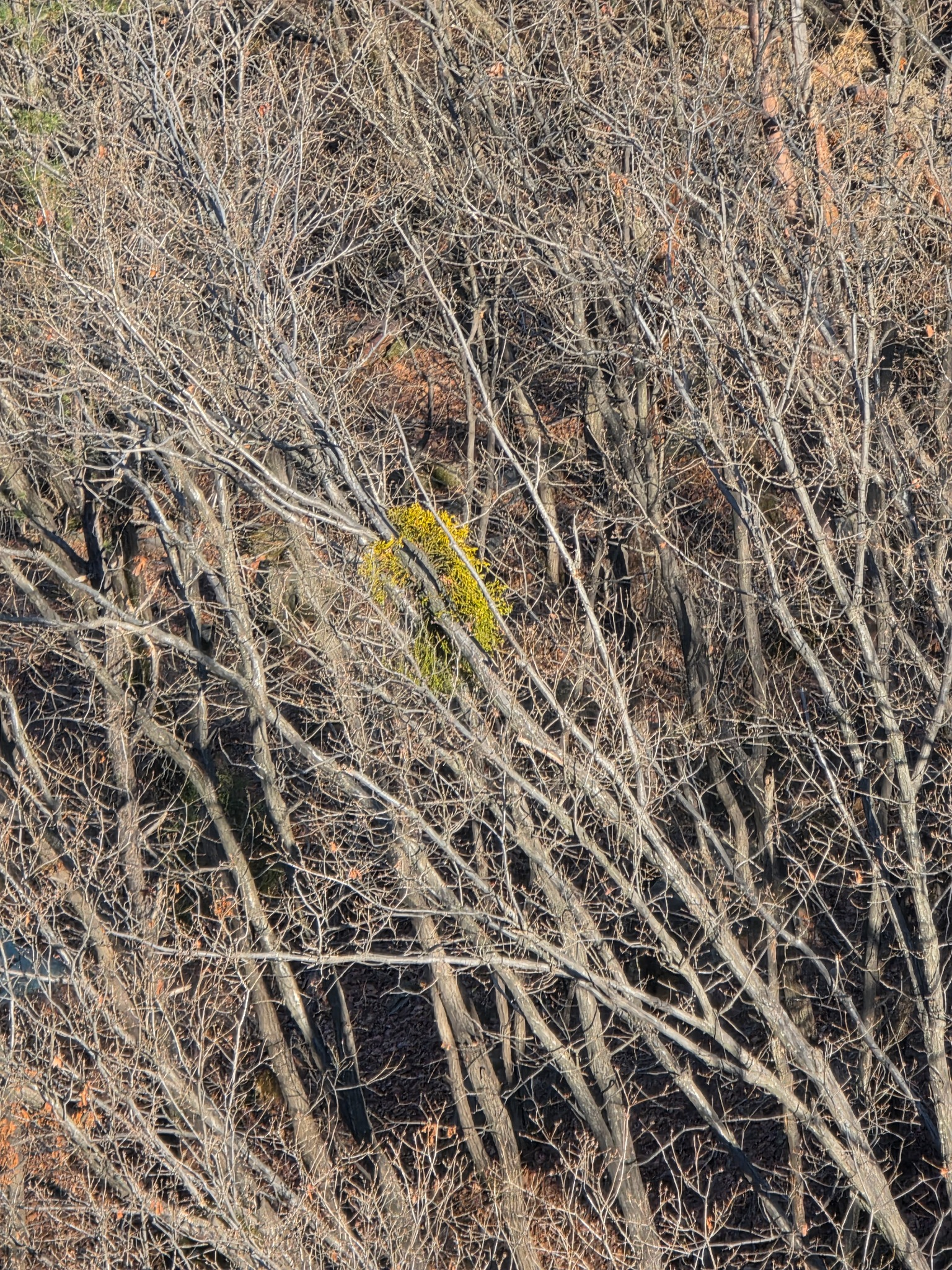 등산, 능선풍경, 겨우살이, 반기생식물, 산행기록, 겨울산, 초봄산행, 숲관찰, 자연관찰, 티스토리블로그