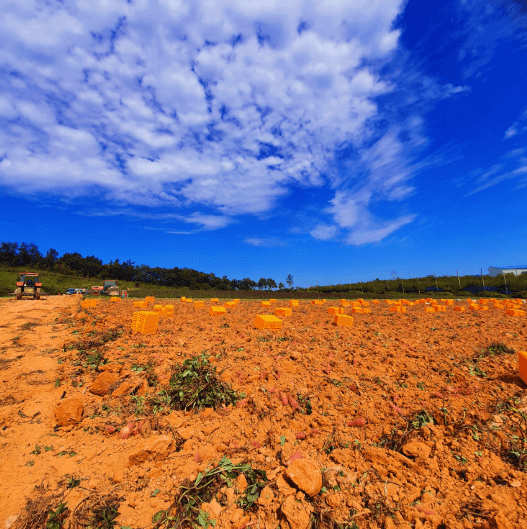 김의준 고구마 밭