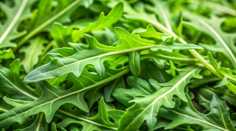 매력적인 채소 루꼴라