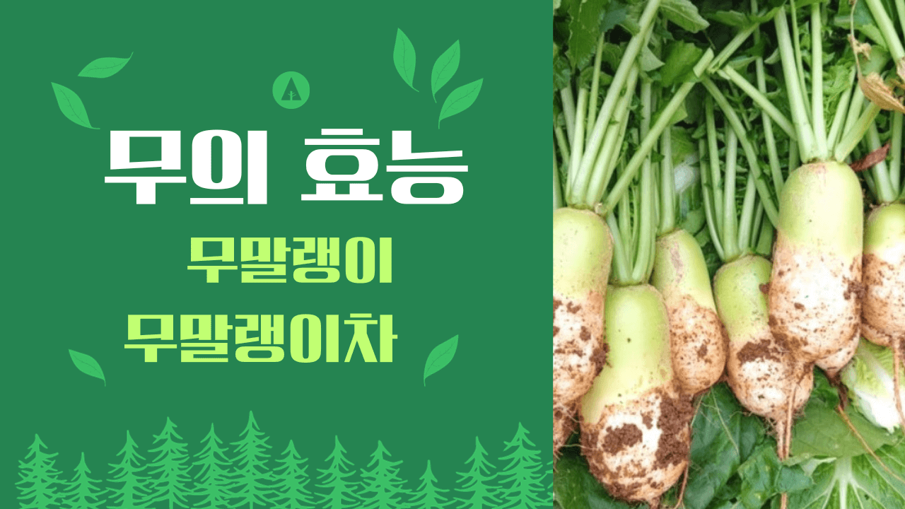 가을 무의 효능 영양성분 주의할 점 무말랭이의 효능 무말랭이 차의 효능 만드는 법