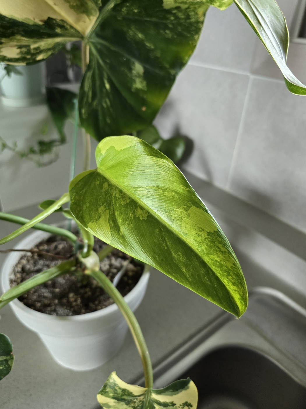 새잎은 무늬가 성공적으로 나왔어요