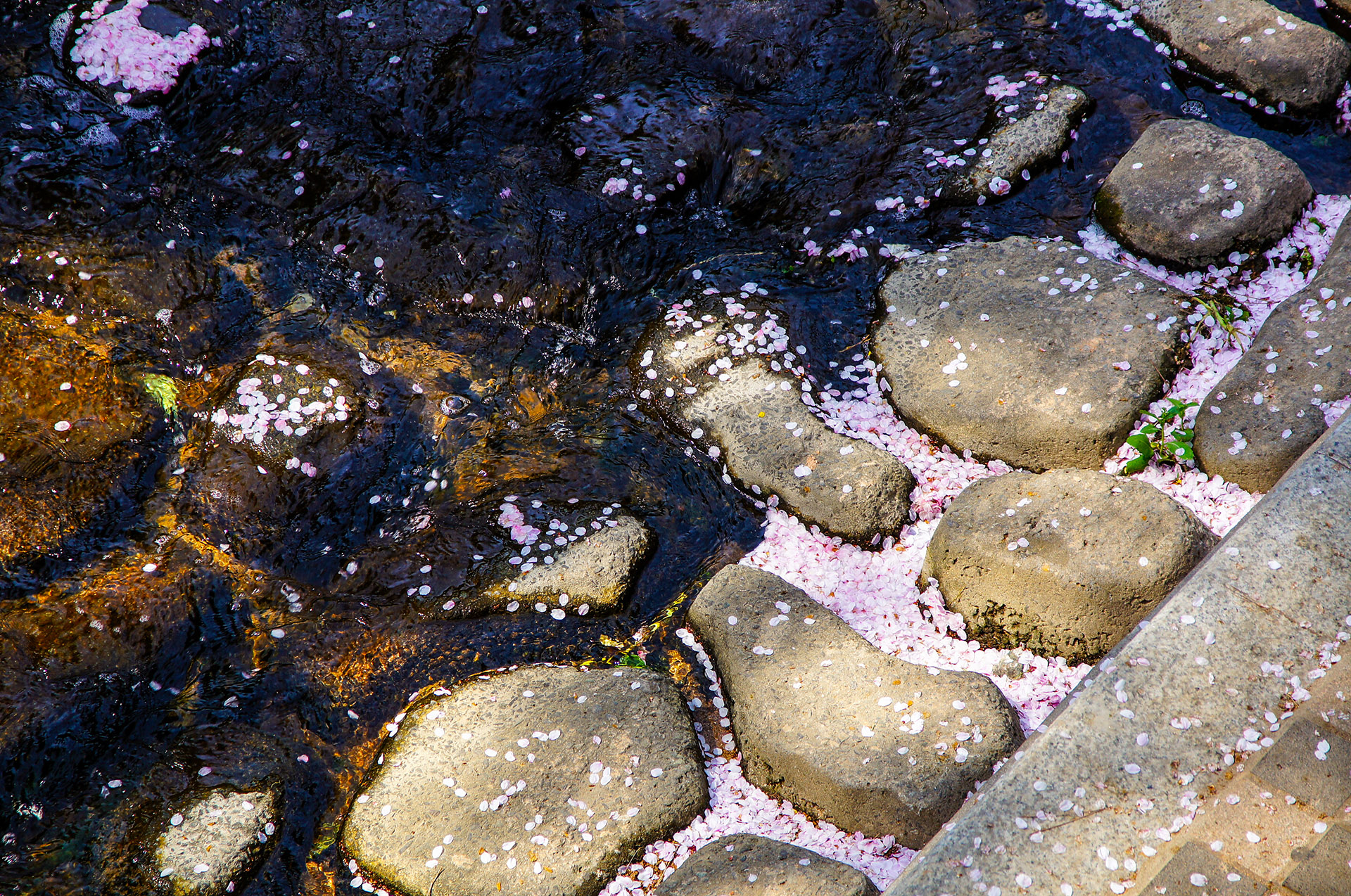 진해 여좌천(2012)