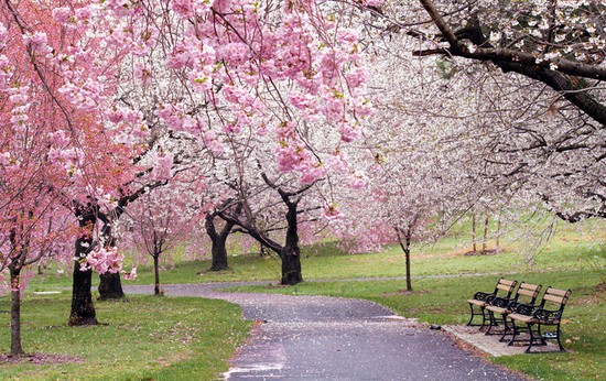 2023년 전국 벚꽃 축제 일정