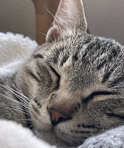 어린 아이가 있는 집에서 고양이를 키울 때 유념해야 할 점