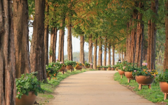 공주 정안천 메타세콰이어길