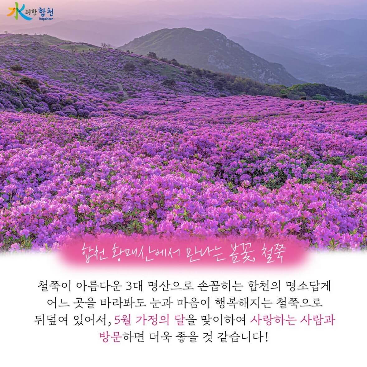 황매산 철쭉축제 기간