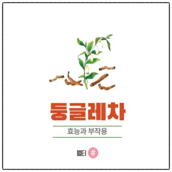 둥글레차 효과 건강에 좋은 차 효능 정리_10
