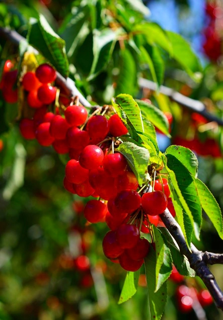 벚나무 열매 버찌 효능 5가지