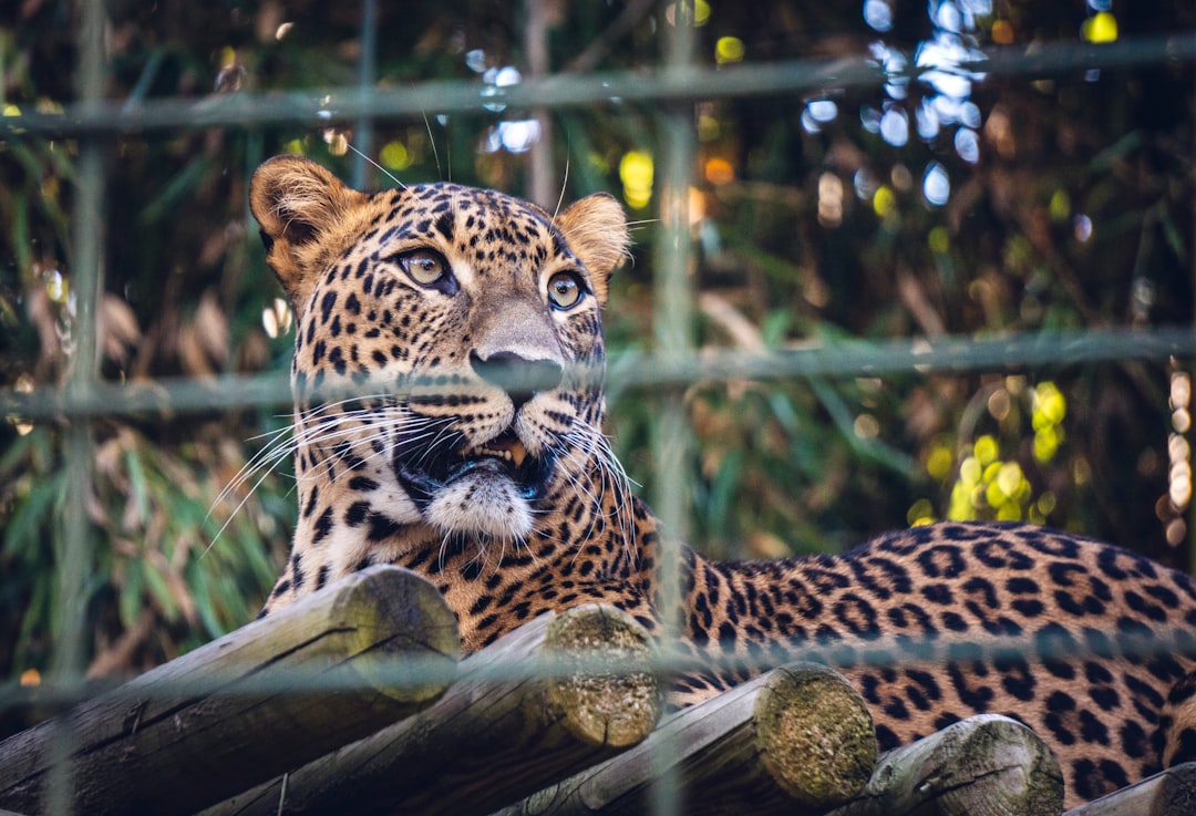 Panther