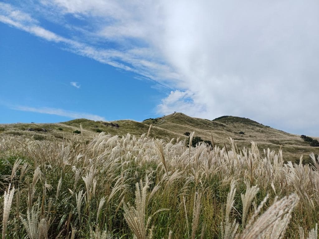 [경남 합천] 지역 가을 축제❘황매산 억새 축제❘기간, 일정, 실시간 개화 현황