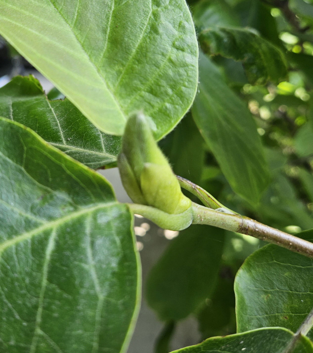 백목련 겨울눈2