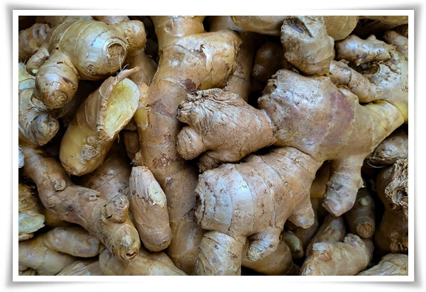 &quot;10월 하순, 생강 수확 하세요!&quot; 생강의 매력과 건강 효능, 최적의 수확시기! 생강의 효능과 활용!