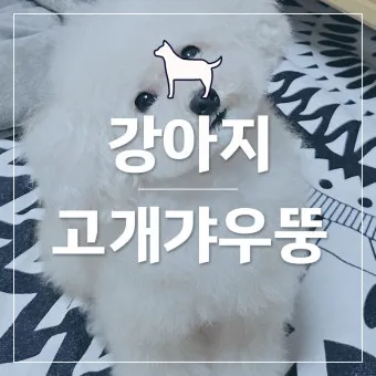 강아지 고개 갸우뚱 이유 의미 뜻_26