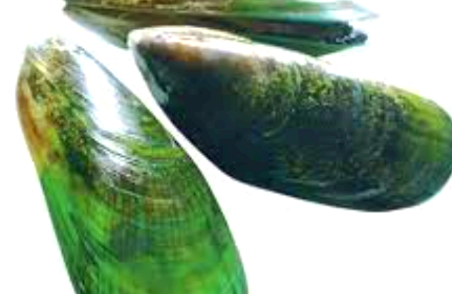 초록잎홍합 효능