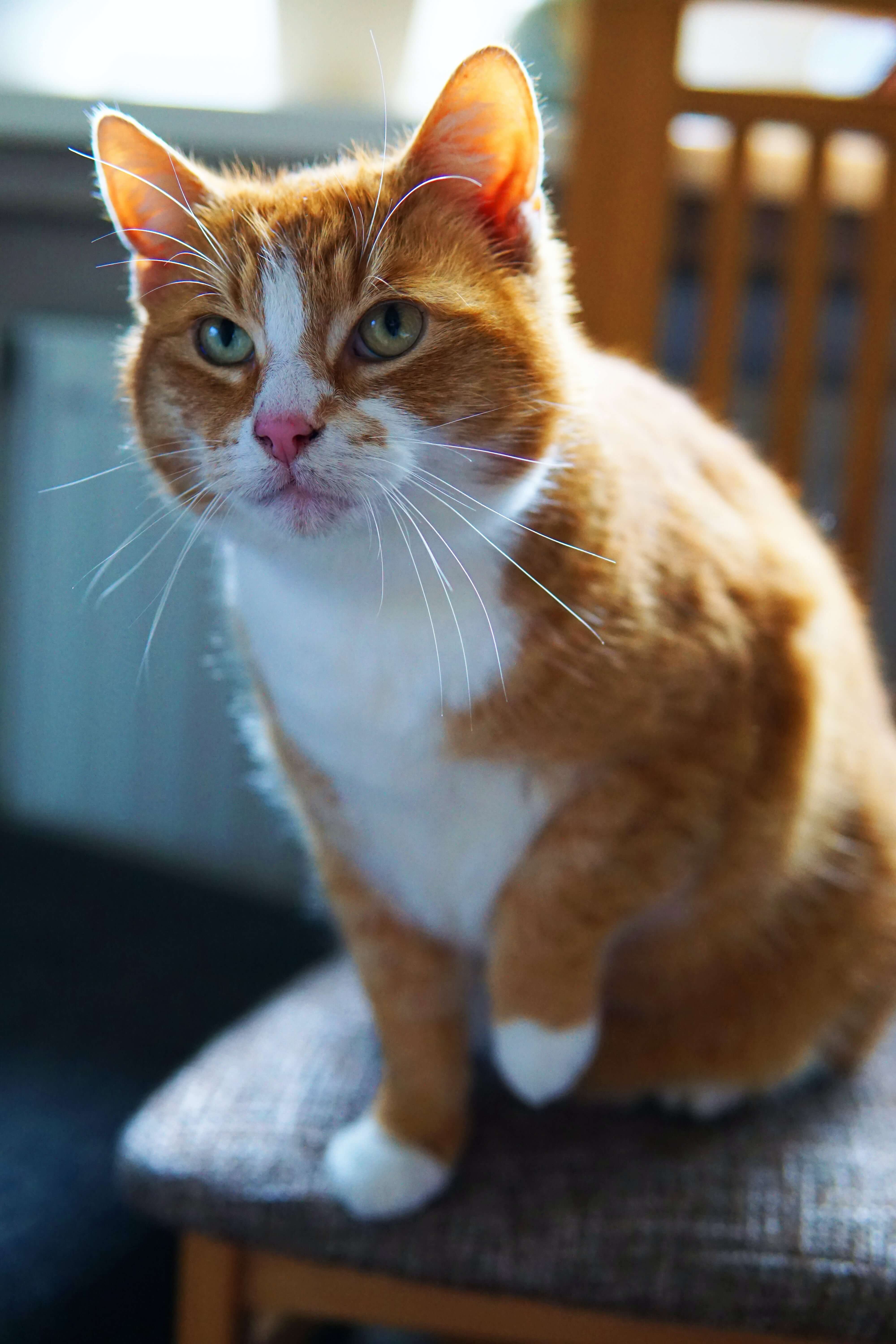 샴 고양이에 대해 알아보기(특징&amp;#44; 성격&amp;#44; 외모&amp;#44; 사료&amp;#44; 털 관리&amp;#44; 수명 등)