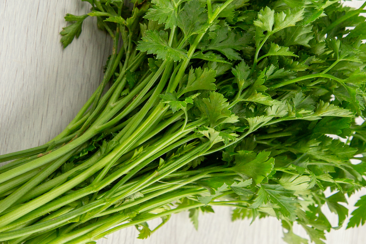 싱싱함 봄철 미나리 사진