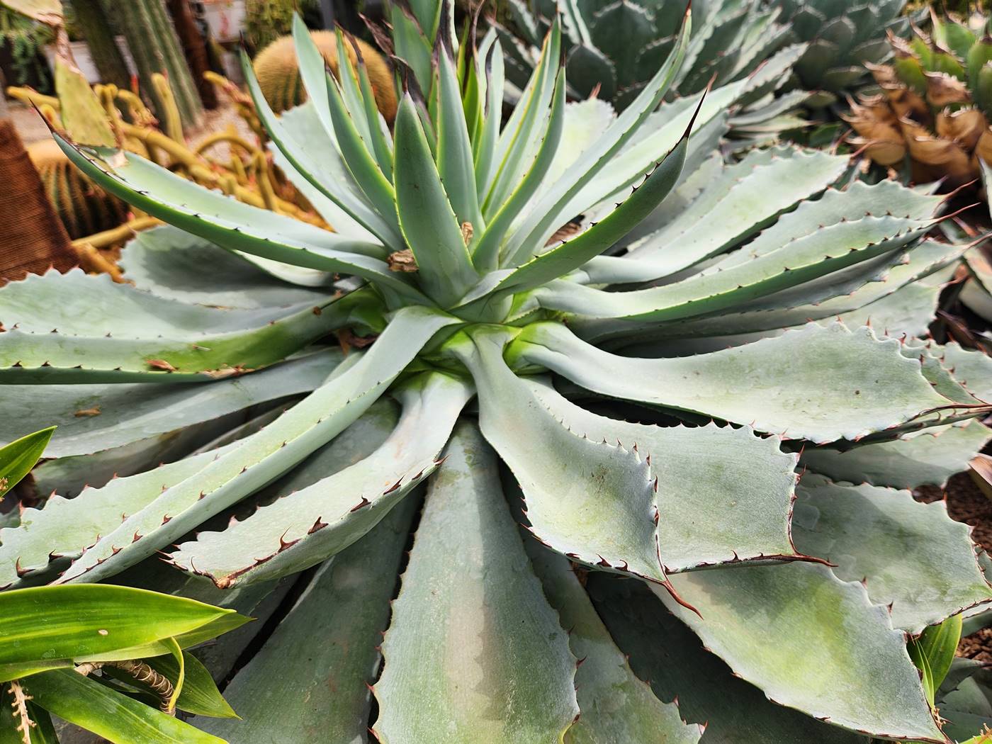 길상천 용설란 Mescal agave