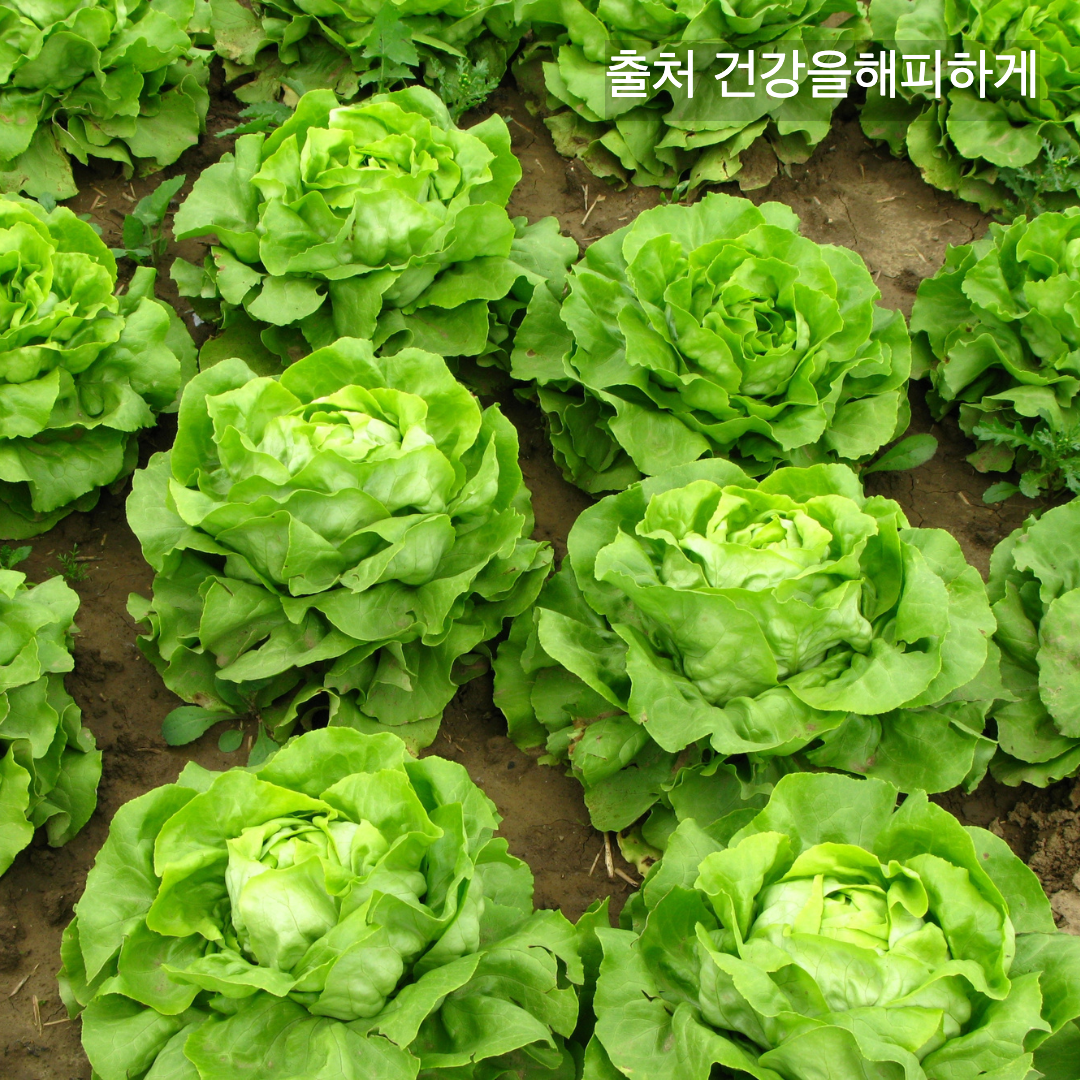 상추의 효능 부작용 칼로리 다이어트할 때 꼭 알아야 할 상극 음식