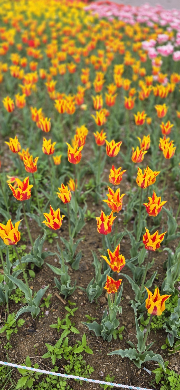 튜울맆 직접 찍은 사진