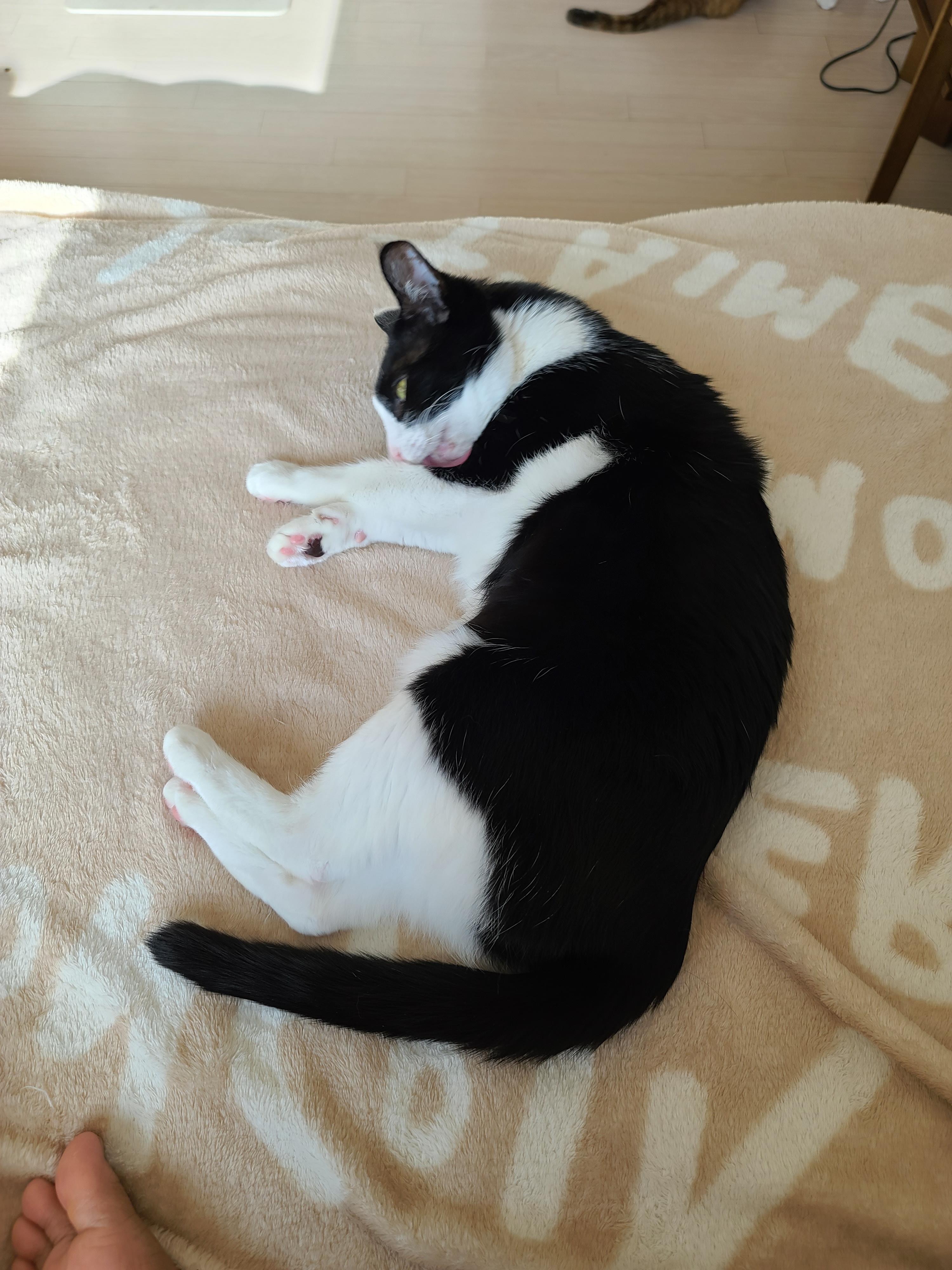 고양이들도 집사걱정 하더라구요