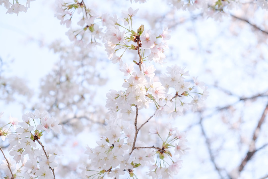 Cherry blossom.