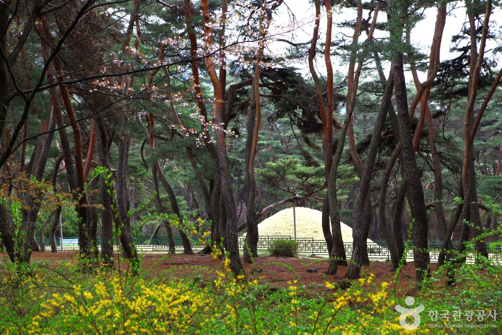 경주 삼릉숲 소나무