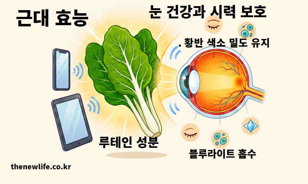 근대 효능 눈 건강 시력 보호