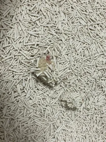 고양이 혈뇨 관리, 혈뇨 원인, 증상, 방광염증상_32
