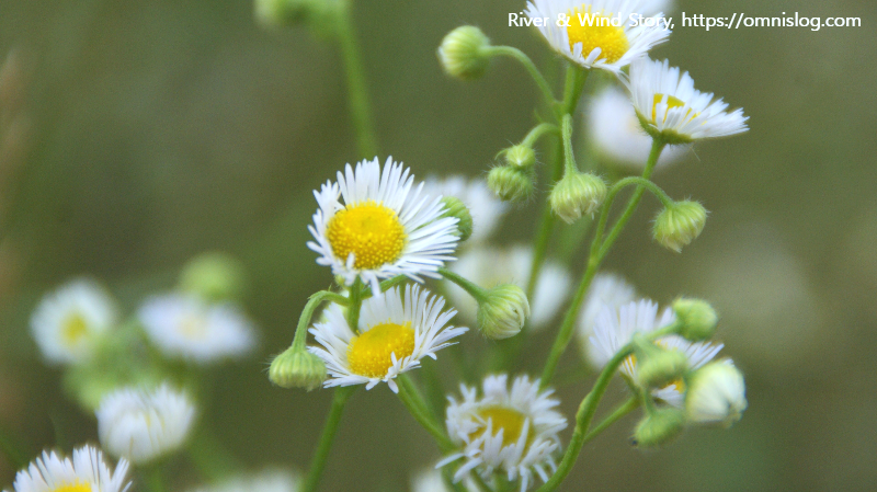 개망초.Erigeron annuus 종합 정리