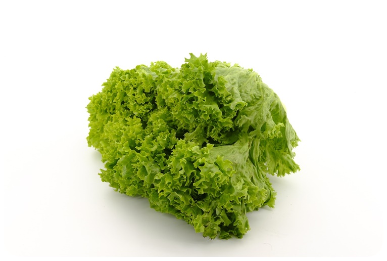 양상추 영양 성분