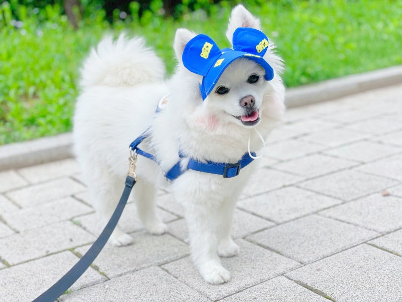 햇빛 아래에서 강아지가 더위를 느끼는 모습