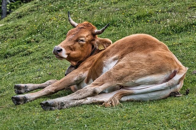 2024년 신년운세 소띠4월운세 꾹 참고 한방~