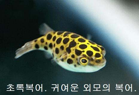 제일 유명한 복어. 초록복어는 애완용으로 인기가 많다