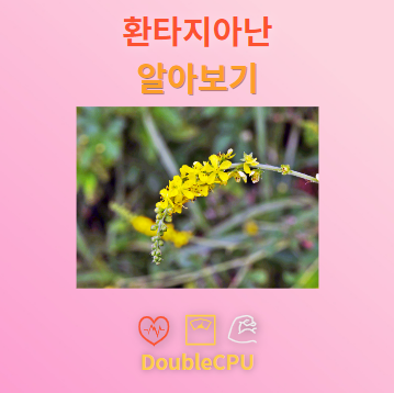 환타지아난 꽃말 및 탐구