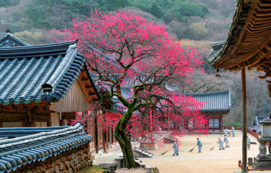 화엄사 매화