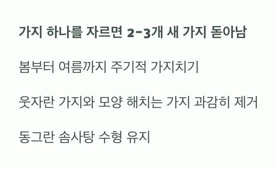 마법의 가위, '가지치기'의 힘