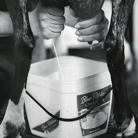 복합 시너지와 체지방 감소 효과