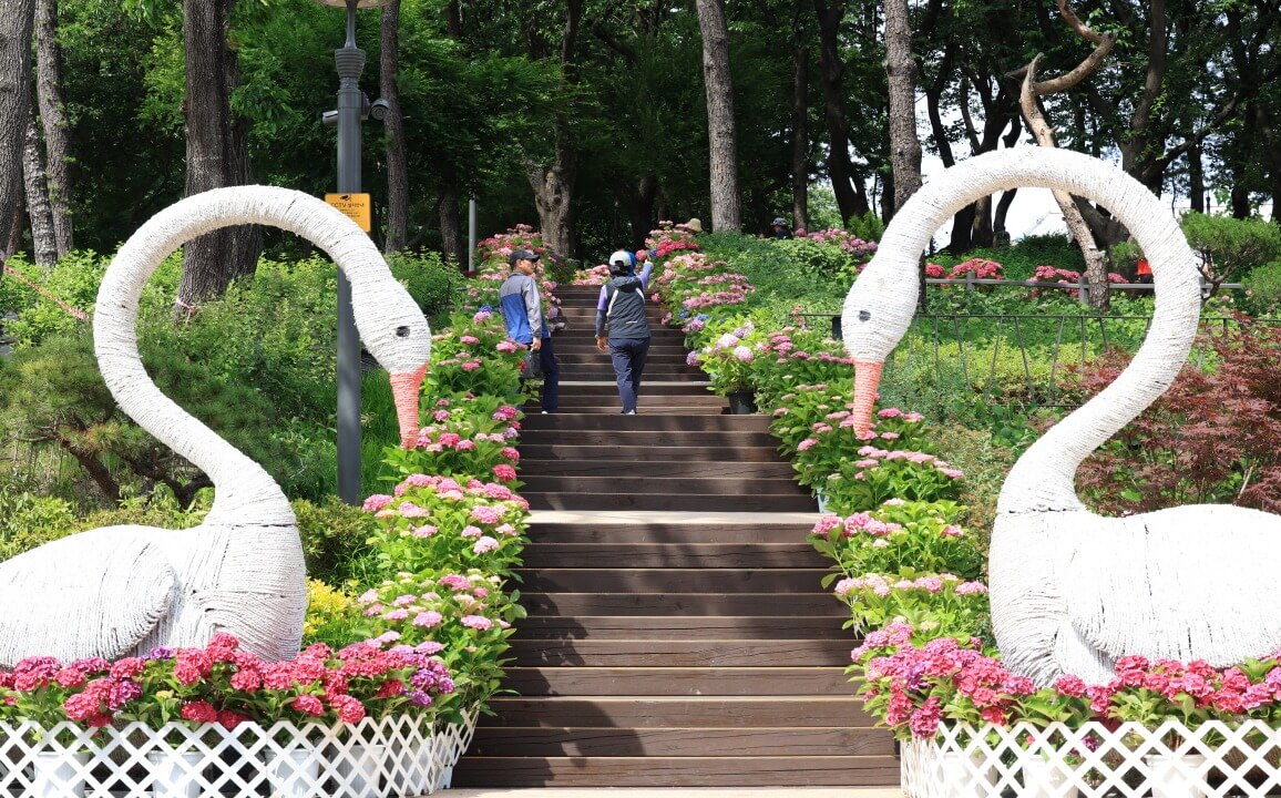 서울 노원 초안산 수국동산