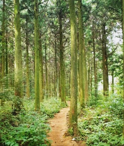 울창하게-숲이-우거진-모습