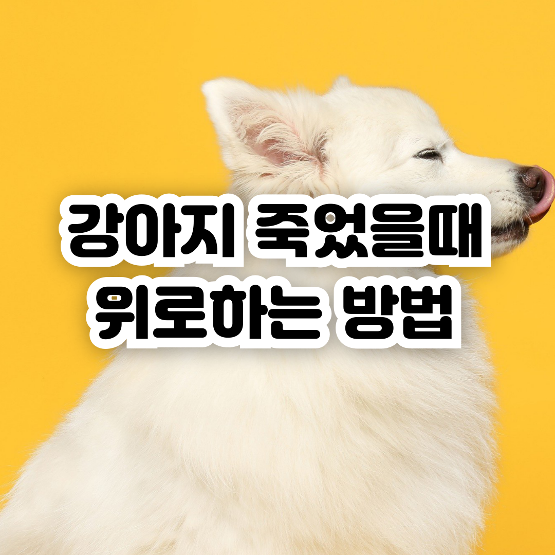 강아지-죽었을-때-위로