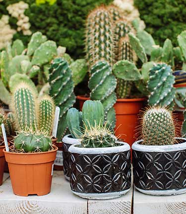 초보자의 실내에서 식물 키우기