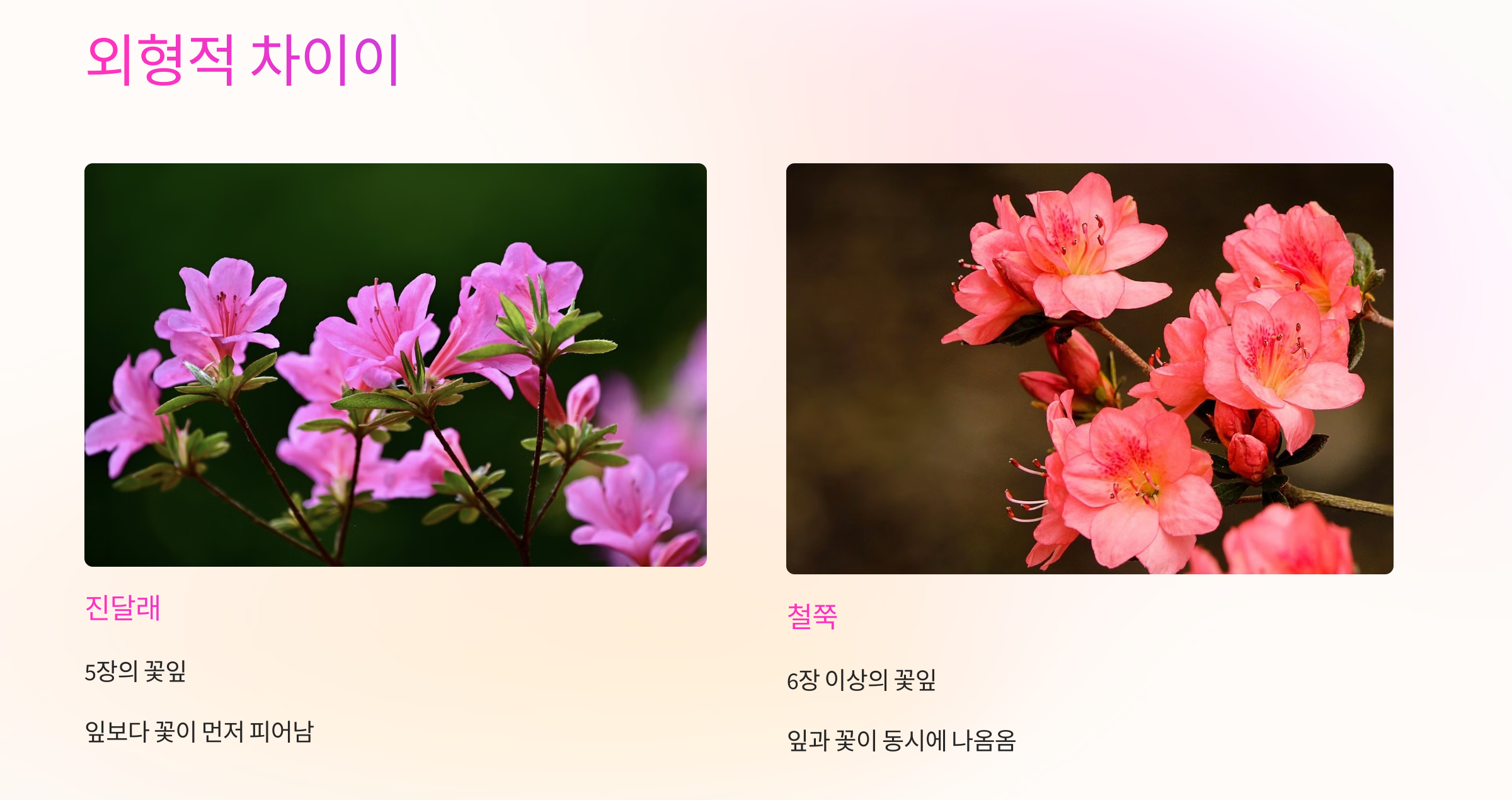 진달래와 철쭉