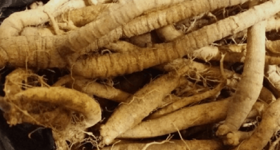 1월 제철 음식 더덕이 놓여 있다